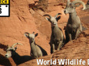 Image celebrating March 3, World Wildlife Day 